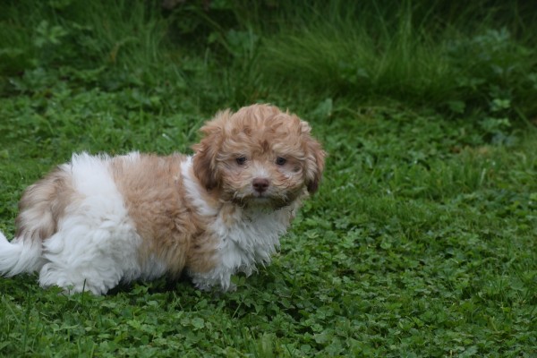 Bichon Havanais (reu) 21791