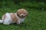 Bichon Havanais (reu) 21791