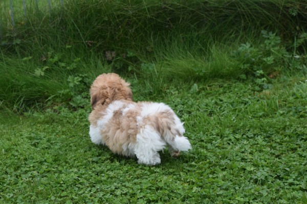 Bichon Havanais (reu) 21791