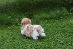 Bichon Havanais (reu) 21791