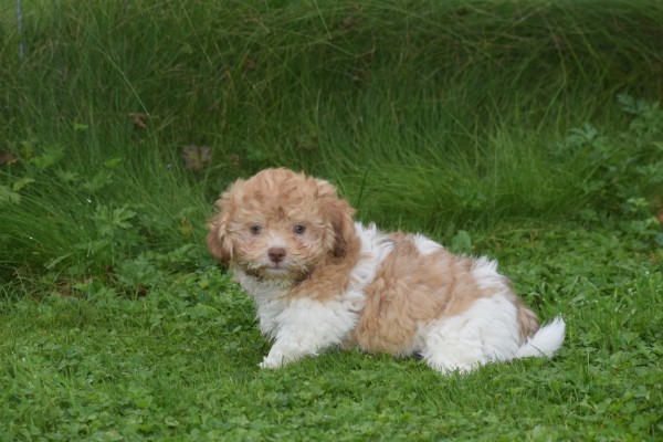 Bichon Havanais (reu) 21791