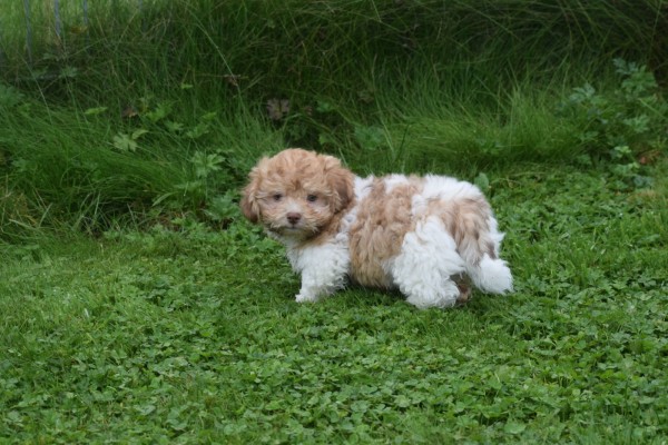 Bichon Havanais (reu) 21791