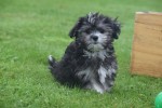 Bichon Havanais (teef) 21799