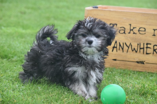 Bichon Havanais (teef) 21799