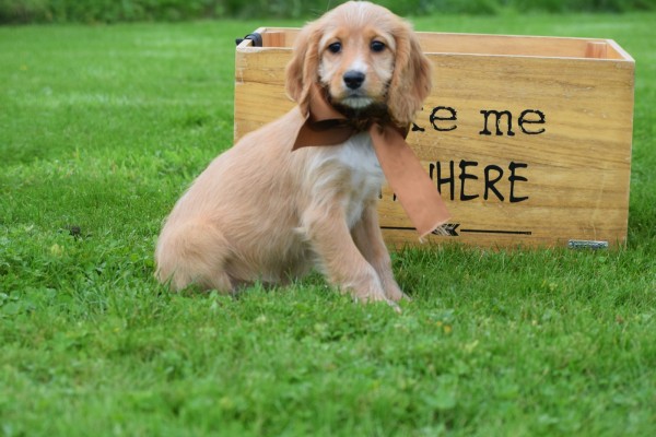 Cockapoo (teef) 67683