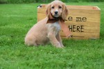 Cockapoo (teef) 67683