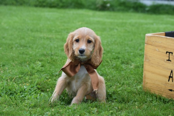 Cockapoo (teef) 67683