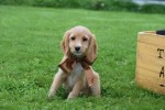 Cockapoo (teef) 67683