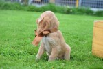Cockapoo (teef) 67683