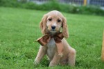 Cockapoo (teef) 67683