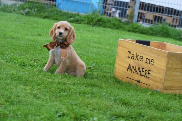 Cockapoo (teef) 67683