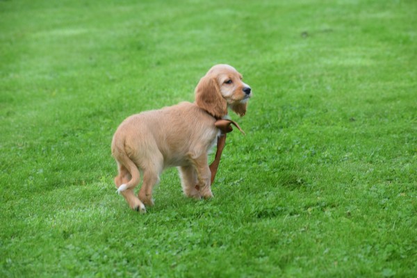 Cockapoo (teef) 67683
