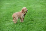 Cockapoo (teef) 67683
