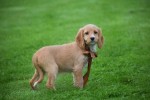 Cockapoo (teef) 67683