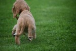 Cockapoo (teef) 67683