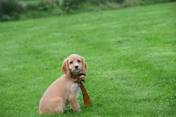 Cockapoo (teef) 67683