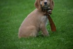 Cockapoo (teef) 67683