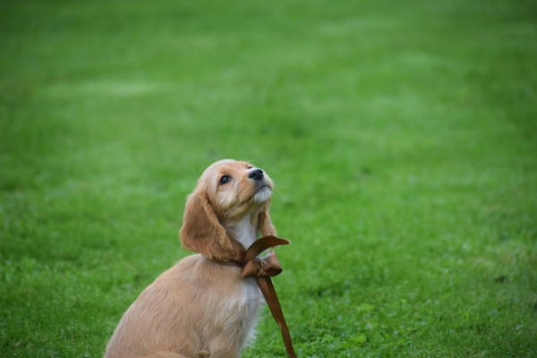 Cockapoo (teef) 67683