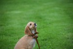 Cockapoo (teef) 67683