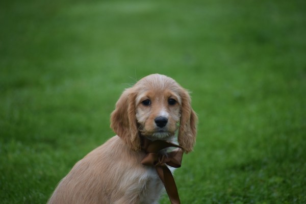 Cockapoo (teef) 67683