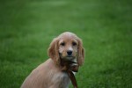 Cockapoo (teef) 67683