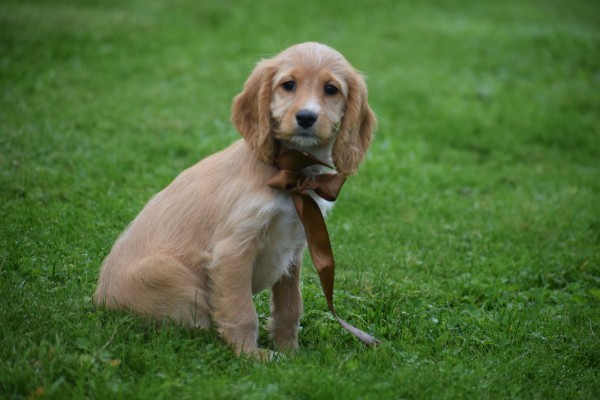 Cockapoo (teef) 67683