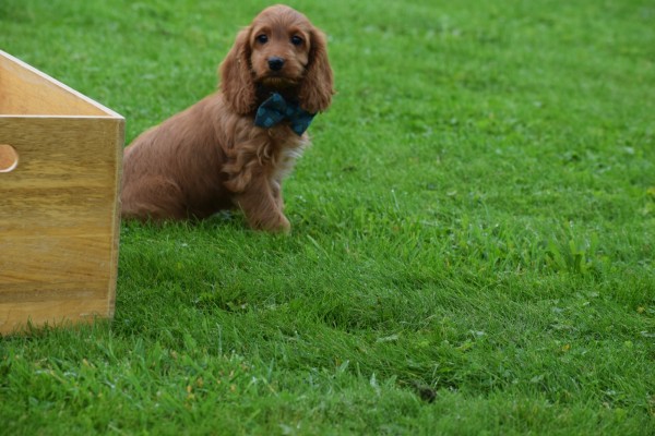 Cockapoo (teef) 67937