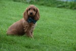 Cockapoo (teef) 67937