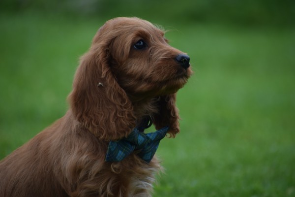 Cockapoo (teef) 67937