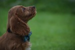 Cockapoo (teef) 67937