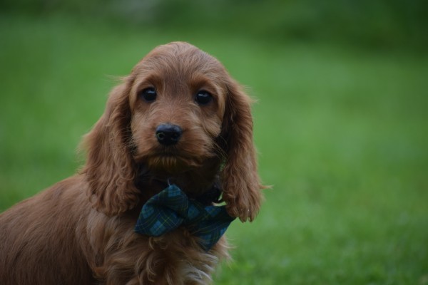 Cockapoo (teef) 67937