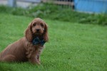Cockapoo (teef) 67937