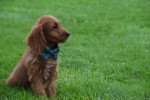Cockapoo (teef) 67937