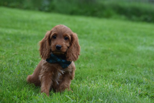 Cockapoo (teef) 67937