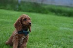 Cockapoo (teef) 67937