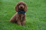 Cockapoo (teef) 67937