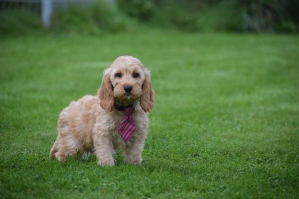 Cockapoo (reu) 51608