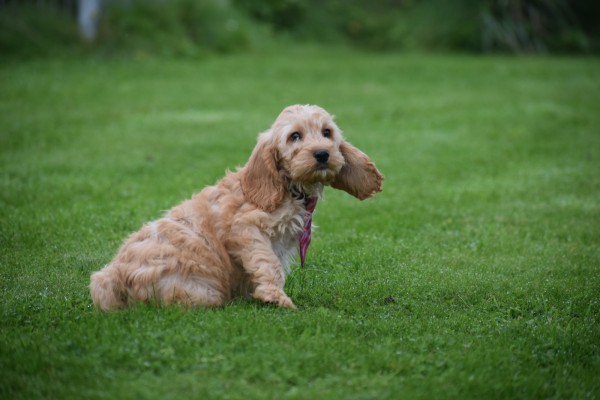 Cockapoo (reu) 51608