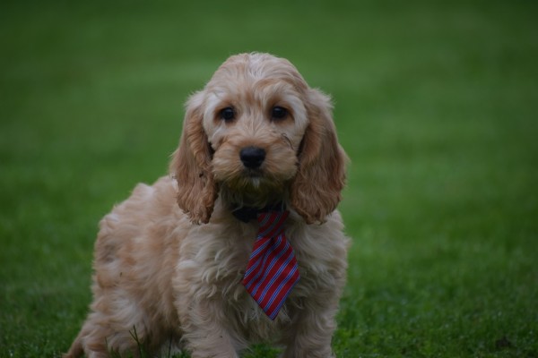 Cockapoo (reu) 51608