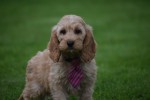 Cockapoo (reu) 51608