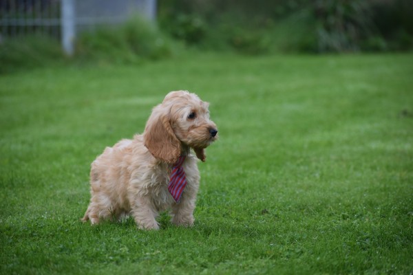 Cockapoo (reu) 51608