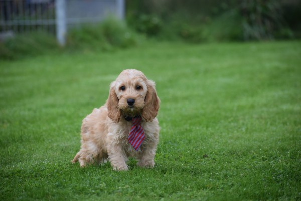 Cockapoo (reu) 44605