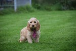 Cockapoo (reu) 44605