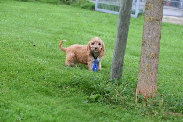 Cockapoo (reu) 44605