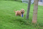 Cockapoo (reu) 44605