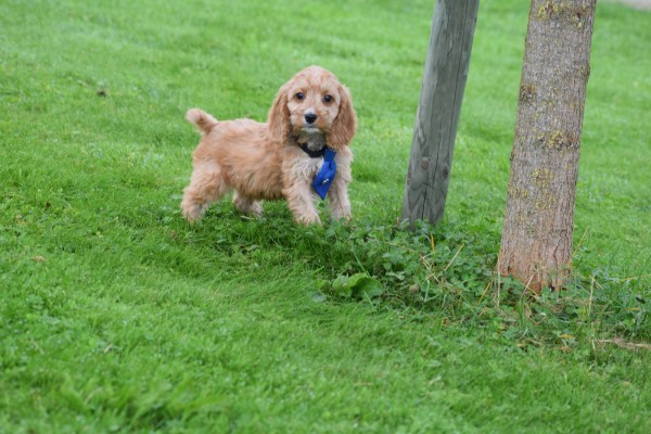 Cockapoo (reu) 44605