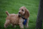 Cockapoo (reu) 44605