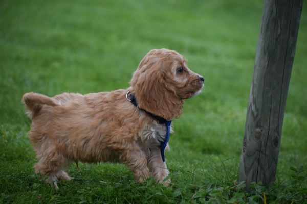Cockapoo (reu) 44605
