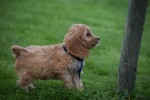 Cockapoo (reu) 44605
