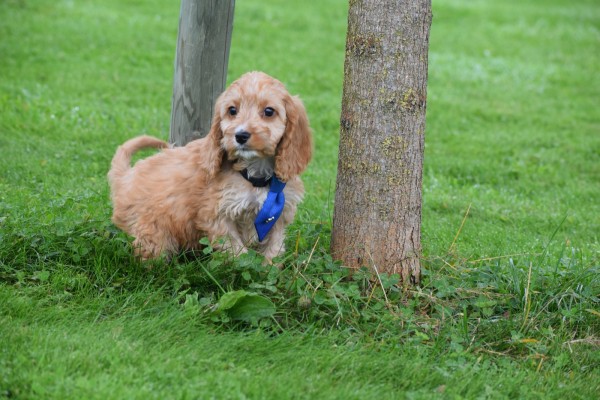 Cockapoo (reu) 44605